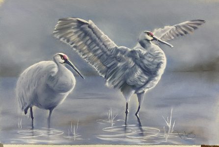 Early Morning Brolgas