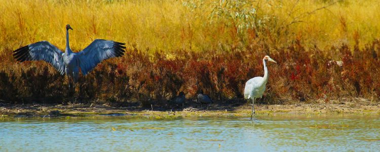 Brolga Fishing