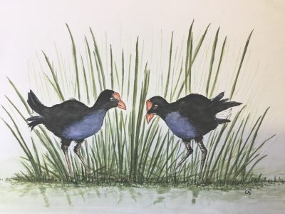 Swamp Hens.