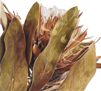 Dried Protea