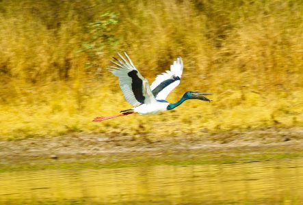 Lucky Jabiru